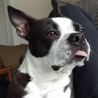 Alan Tulip's profile image