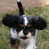Debbie Ellerson's profile image