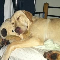 Anslie Austin Hoyt's profile image