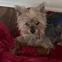 Ruby Rodriguez's profile image