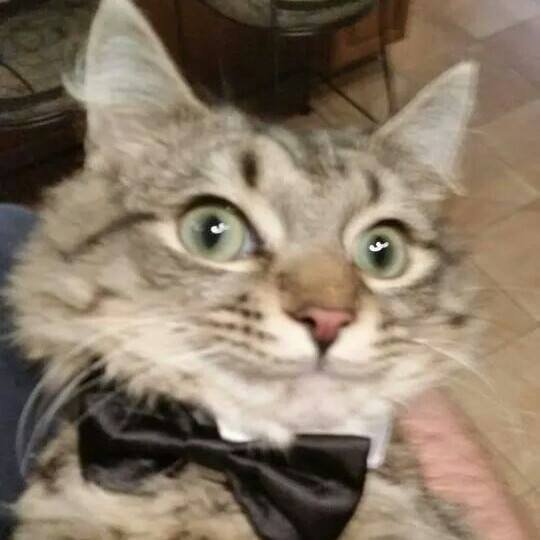 Hatch P.'s profile image