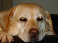 Brenda J.'s profile image