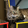 Christine W.'s profile image