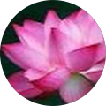 J Petrags's Profile Image