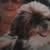 Charles Dwyer's profile image