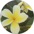 Cody McDermott's Profile Image