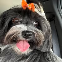 Renzo Menacho's profile image