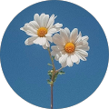 Profile Photo of Daisy D