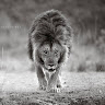 Nawaz's profile image
