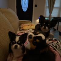Bina Love's profile image