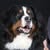 Donna Willis's profile image