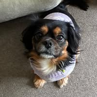 Karen Scott's profile image