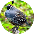Catherine Randall's Profile Image