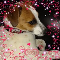 Bonnie Lacy Calamito's profile image
