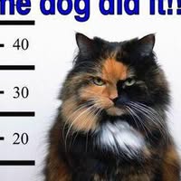 Susan Cox's profile image