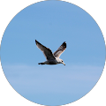 Rachel Reed's Profile Image