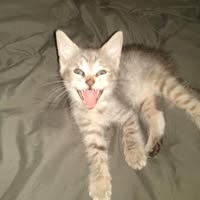 Kellie Loerzel's profile image