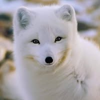 Ccee Swiss's profile image