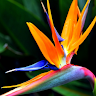 mokerrum fatima m.'s profile image