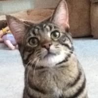 Sharon Smith Szadek's profile image