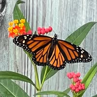 Karen Seeb Goldstein's profile image