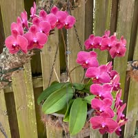 Elva R Blanco's profile image