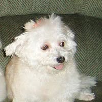 Velia Quiles-Fonte's profile image