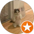 Ahmed Dhouib's profile image