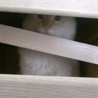 Whaet Iit's profile image