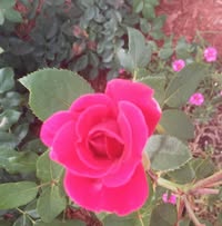 Violet Smith's profile image