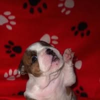 Gloria Garrity's profile image