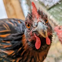 Barbara A Jones's profile image