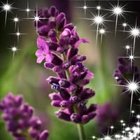 Lorri Moulton's profile image