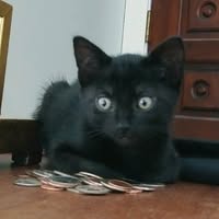 Bagheera Emerson's profile image