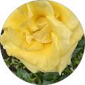 Julia K's Profile Image