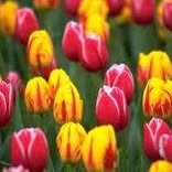 Nancy Charnee's profile image