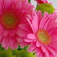 Janice Wilk's profile image