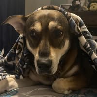 Ryan Schreck's profile image