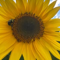 Sally Stala's profile image