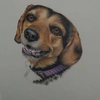 Dorothy Di Carlo Gallagher's profile image