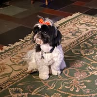 Diane A. Decker's profile image