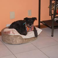 Ellen Pinto Atkins's profile image