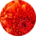 JC L's Profile Image