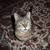 Rachel Fefer's profile image