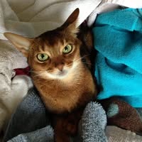 Sandee DaSilva Brooks's profile image