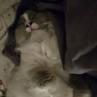 Tina Stellrecht's profile image