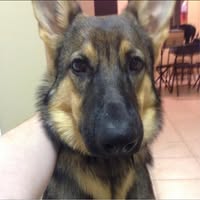 Todd English's profile image