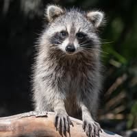 Shawn Rsnbm's profile image