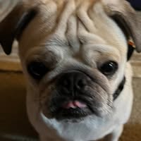 Tammy Alford's profile image