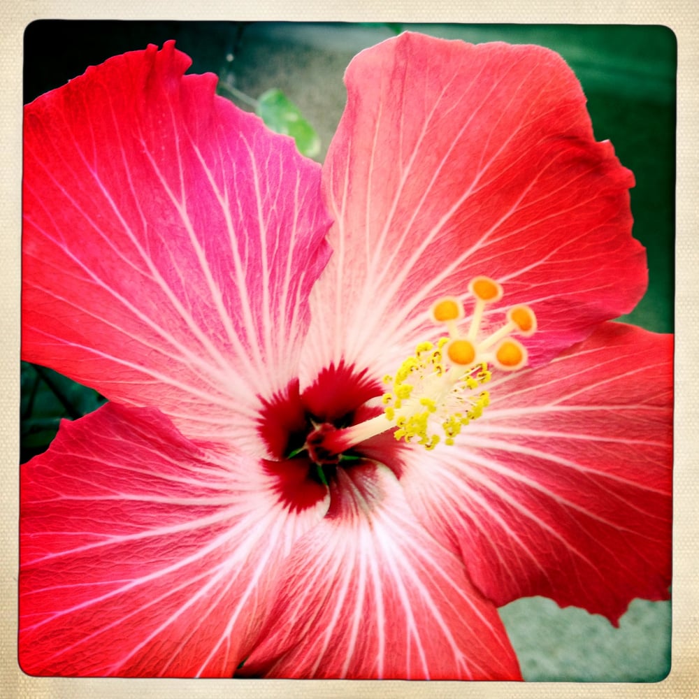 Jessica S.'s profile image